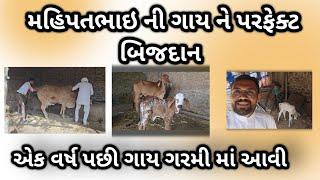 મહિપતભાઇ ની ગાય ને બિજદાન || artificial insemination   cow