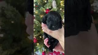 Cocoa - Female F1 Mini Goldendoodle #puppies #dogs #puppy #doodle #fyp #fy #treats #goldendoodle