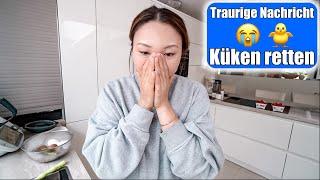 Schlechte Nachricht  Enten Küken Tag 4 | Emotionaler VLOG |  Mamiseelen