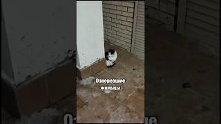 Бездомному коту сломали лапу за то что попросился погреться