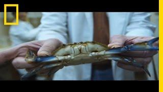 Soft-Shell Crabs Created On Demand? | National Geographic