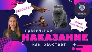 НАКАЗЫВАЕМ КОШКУ правильно | Как наказать кота чтобы понял | Почему наказание не работает