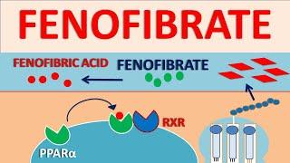 Fenofibrate - Mechanism, side effects, interactions and contraindications