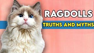 Are Ragdoll Cats Affectionate? This Is What You Need To Know!