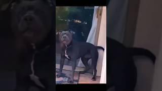 Funny Animals 2023  - Funniest Cats and Dogs  #shorts