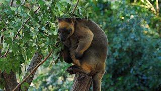 Australian Mammals 9 - Lumholtz's Tree Kangaroo