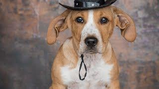 Buck an adorable hound dog here at Kimberly Sarah Photography from Canine Commitment