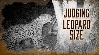 Judging a Mature Leopards Size Hunting | 4