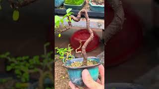 Hãy trồng cây bằng tất cả sự tử tế - Phiêu Du Bonsai