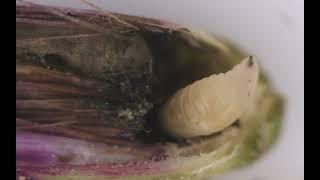 tephritid fly larva on ironweed