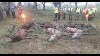 Best of Drivenhunt Poland (Wildboar/Reed Deer)