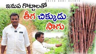 ఇనుప గొట్టాలతో తీగ చిక్కుడు సాగు | Broad Beans Farming | Chikkudu Sagu | Shiva Agri Clinic