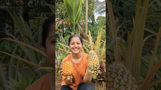 Mini Vlog 62 #kokan #pineapple #homegrown #fruit #villagelife #swanandisardesai