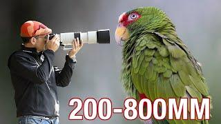 Canon 200-800mm - Great Value ULTRA Telephoto Zoom