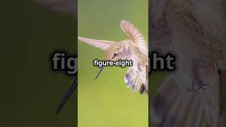 The Only Bird That Can Fly Backward?!  Discover Hummingbirds!