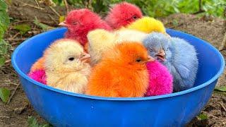 Catch millions of cute chickens, colorful chickens, rainbow chickens, rabbits, ducks, cute animals