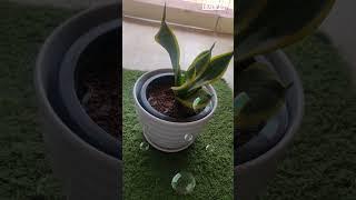 Indoor pots#plants#ceramic pot