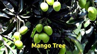 Mango (Mangifera indica)