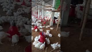 Poultry  farming  in winter 199 #shorts #farm