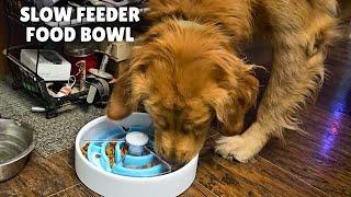 Slow Feeder Dog Bowl | Dog Food Puzzle Feeder