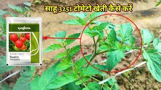 Saaho 3251 टोमेटो खेती September महीने मे कैसे करें | Tomato Kheti  | Banu Sing Khetibadi