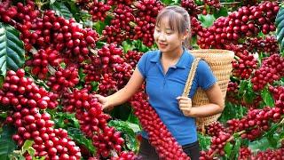 Harvesting Fresh Coffee Beans Go To Market Sell, Pure Coffee Powder Making Process|Harvesting Fruits