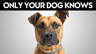 9 Secrets Your Dog Knows About You