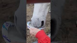 Bubba Is It Yummy Medicine  #farm #horse #animals #farmlife #yummy #shorts