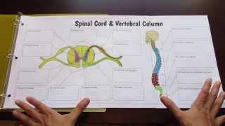 Big Spinal Cord and Vertebral Column Foldable by Tangstar Science