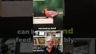Want to make your yard a bird paradise?