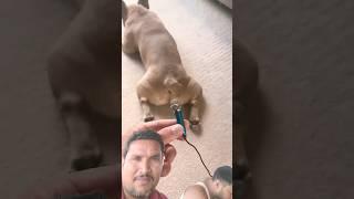 #dog #puppy #funny #shortsfeed #shorts #viral #shortvideo #youtubeshorts