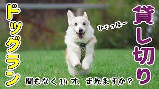 シニア犬が朝から元気すぎるので、貸し切りドッグランに行ってみました