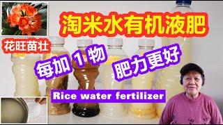 淘米水有机液肥 | 每加1物，肥力更好 | 多种制作方法，花旺苗壮 | Rice Water fertilizer （English subtitles)