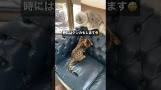 【ネコを飼う】やっぱり2匹飼いがおすすめ #子猫 #多頭飼い #ねこ #ペット #shorts #ベンガル #サイベリアン