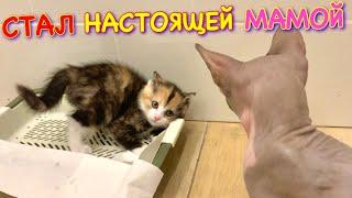 Кот Миллион Стал МАМОЙ для Маленького Котёнка 