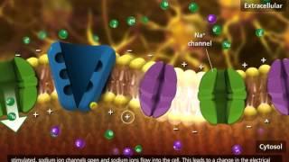 Nerve Impulse Molecular Mechanism [3D Animation]