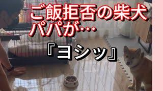 爆笑‼️ご飯を食べない柴犬にパパが取った行動とは…