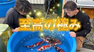 【遼河鯉庵】 野池鯉大量放出！！野池で立てた上物の鯉達を格安で販売します。#koi #nishikigoi