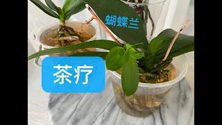 【20061】（新手入门） 再说蝴蝶兰茶疗，最后还强调了三个重点 // 静姐说花267