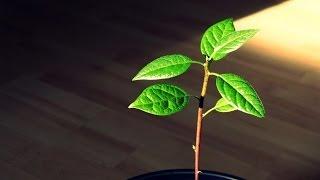 Pruning an indoor Avocado Tree