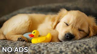 12 Hours Dog Calming Music for Anxiety Relief  Music for Stressed Dogs - Relaxing Dog Music