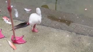 Baby Flamingo Learning How To Stand On One Leg