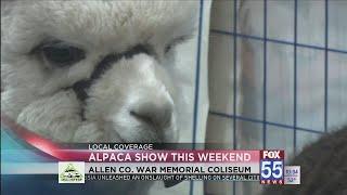 Alpaca Owners Association National Show back in Fort Wayne