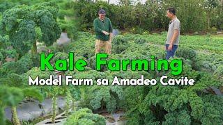 Kale Farming sa Cavite, Emerging High Value Crop sa Pilipinas