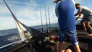 MARLIN KEEPS ATTACKING BOAT