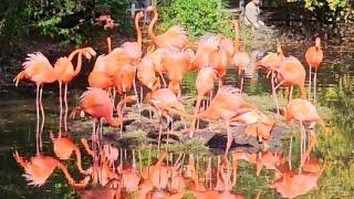 #33 it's funny how flamingos fight kala'svlog