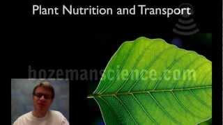 Plant Nutrition and Transport