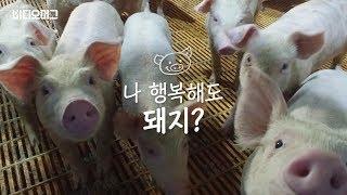 나 행복해도 돼지?…동물들에게 꼭 필요한 '복지'/ 비디오머그