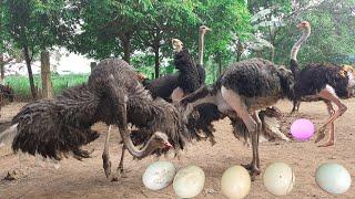 How to Raise Ostrich | Ostrich Farming Technology