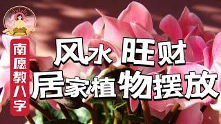 【风水】 简单一招，风水旺运，家居植物摆放指南